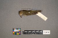 Vireo olivaceus image