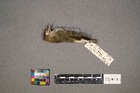 Vireo olivaceus image