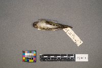 Vireo olivaceus image