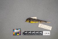 Cardellina canadensis image