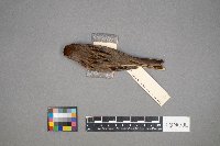 Melospiza georgiana image