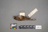 Melospiza georgiana image