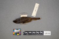 Melospiza georgiana image