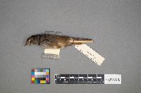 Melospiza georgiana image