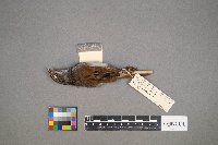 Melospiza georgiana image