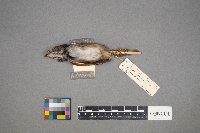 Melospiza georgiana image