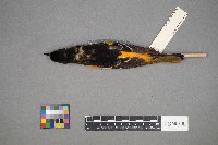 Branta canadensis image