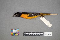 Branta canadensis image