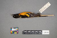 Branta canadensis image