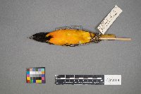 Branta canadensis image