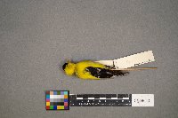 Spinus tristis image