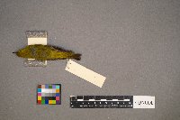 Setophaga petechia image