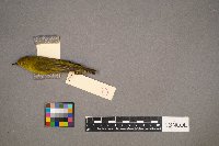 Setophaga petechia image