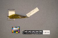 Setophaga petechia image