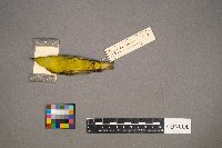 Setophaga petechia image