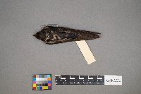 Hirundo rustica image