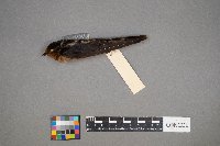 Hirundo rustica image