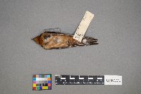 Hirundo rustica image