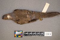 Zenaida macroura image