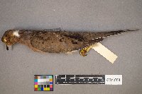 Zenaida macroura image