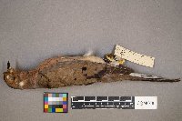 Zenaida macroura image