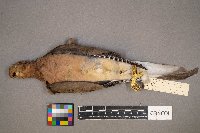 Zenaida macroura image