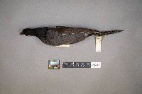 Fulica americana image