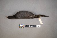 Fulica americana image