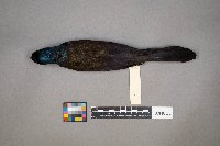 Quiscalus quiscula image