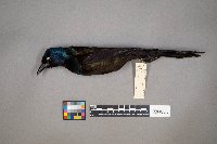 Quiscalus quiscula image