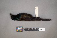 Quiscalus quiscula image