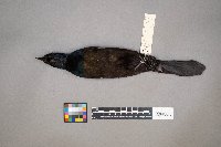 Quiscalus quiscula image