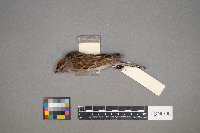 Spizella passerina image