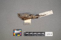 Spizella passerina image