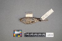 Spizella passerina image