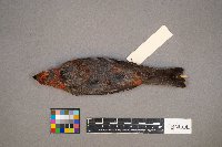 Pinicola enucleator image