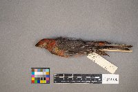 Pinicola enucleator image