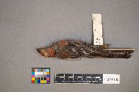 Pinicola enucleator image