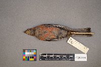 Pinicola enucleator image