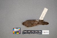 Pooecetes gramineus image