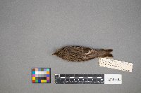 Pooecetes gramineus image