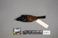 Icterus spurius image