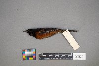 Icterus spurius image