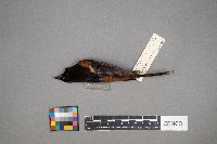 Icterus spurius image