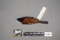 Icterus spurius image