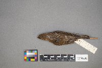 Haemorhous purpureus image