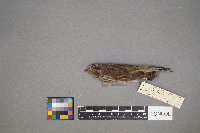 Haemorhous purpureus image