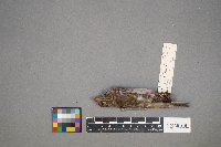 Haemorhous purpureus image