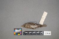 Haemorhous purpureus image