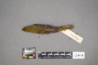 Icterus spurius image